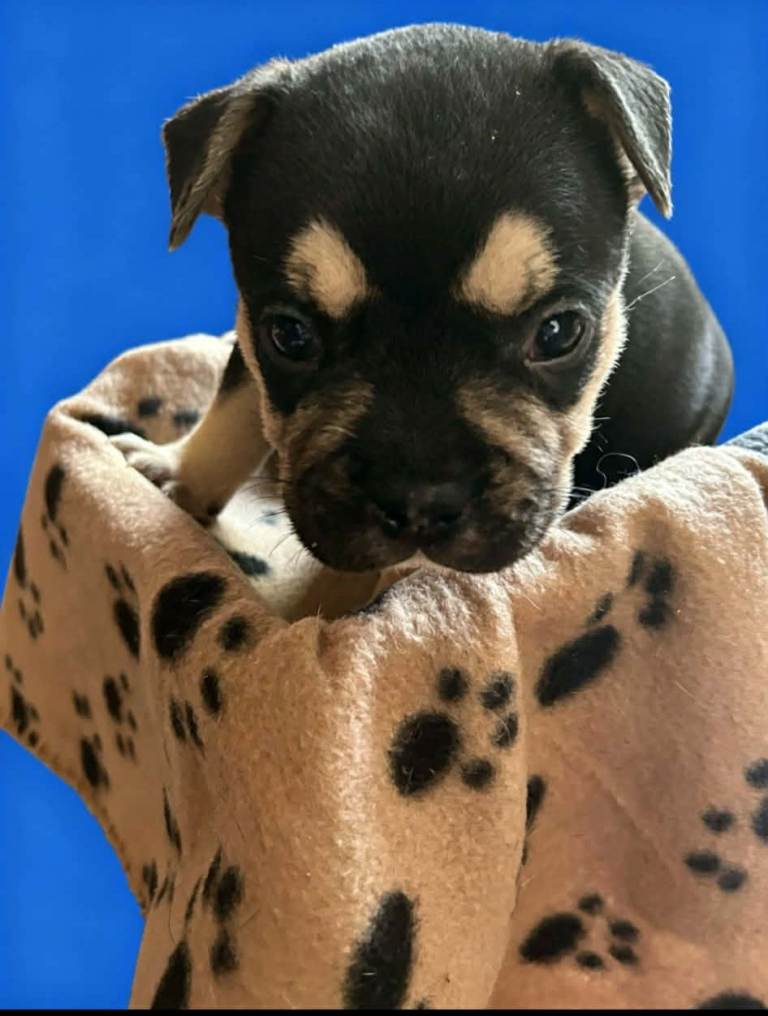 Olde english bulldog/frenchie babies