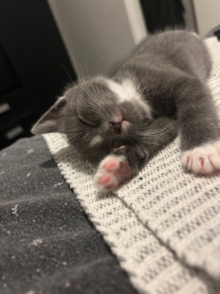 Kittens for sale 