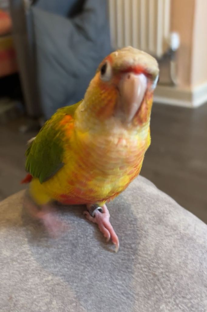 Missing Young Green Cheek Conure Parrot