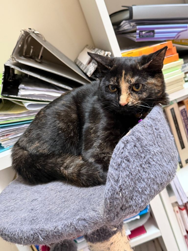 Kittens Available – Vaccinated & Microchipped – Ready Now