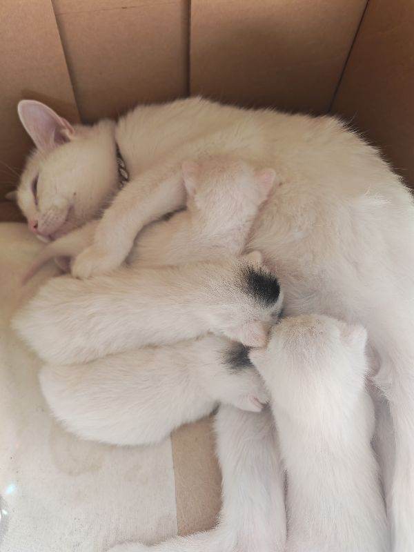 White Kittens 