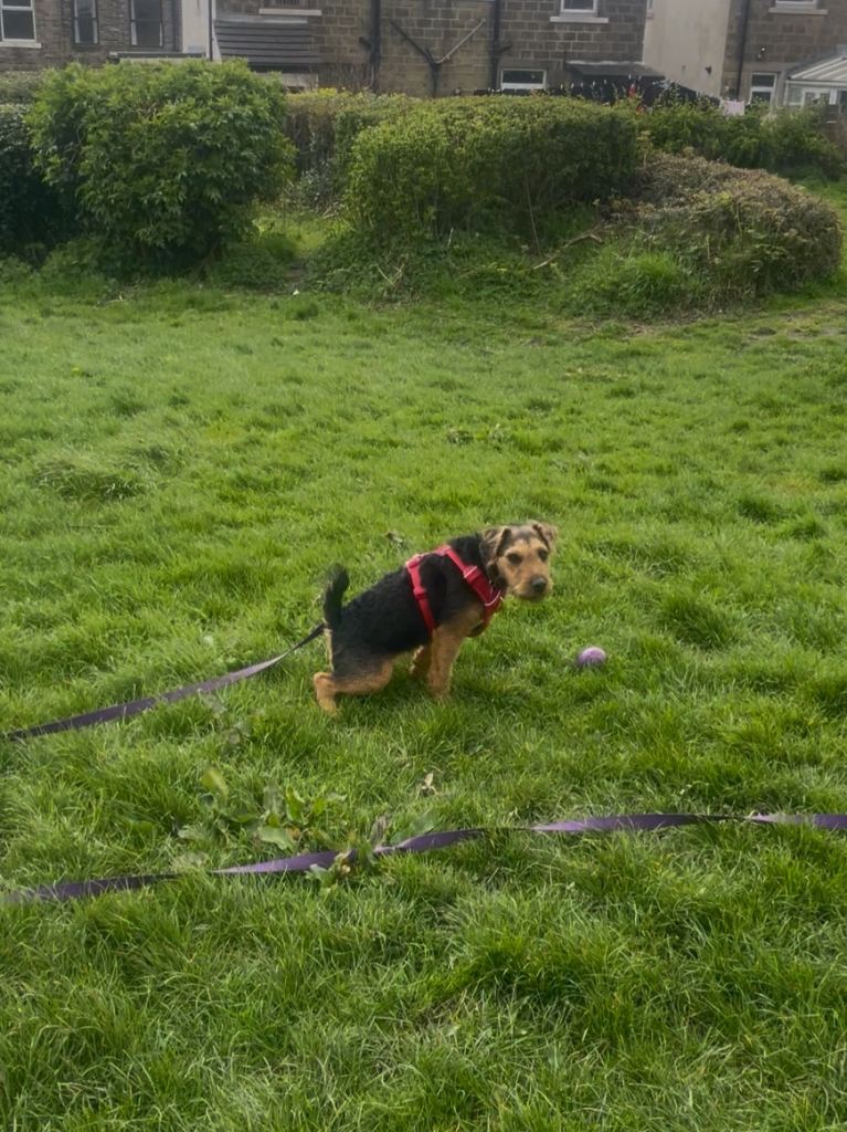 Land dog field wanted 
