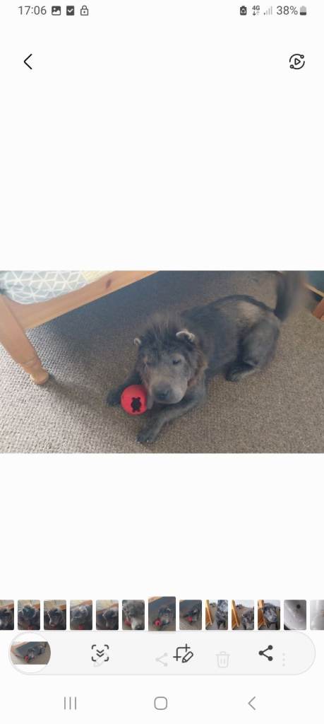 Bearcoat shar pei female