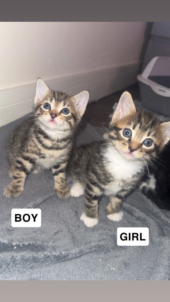 4 ADORABLE KITTENS FOR SALE!!!