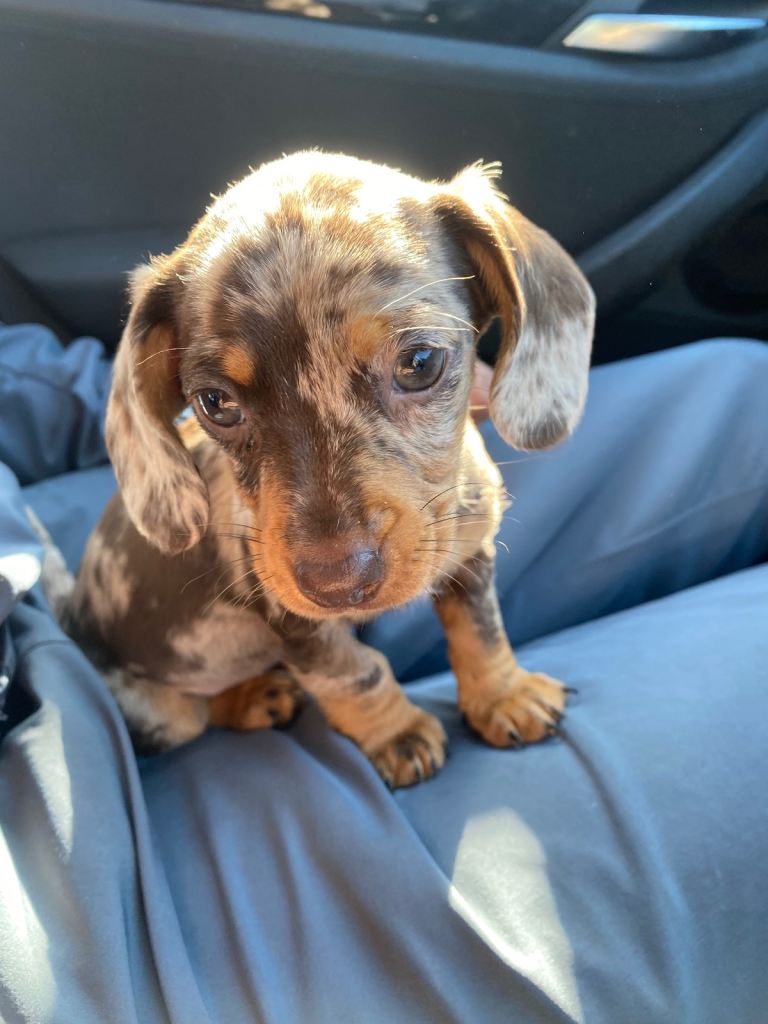 stunning dachshund Puppy