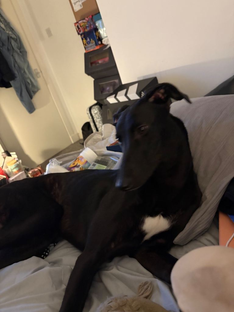 9 month old Lurcher Pup Needing New Home