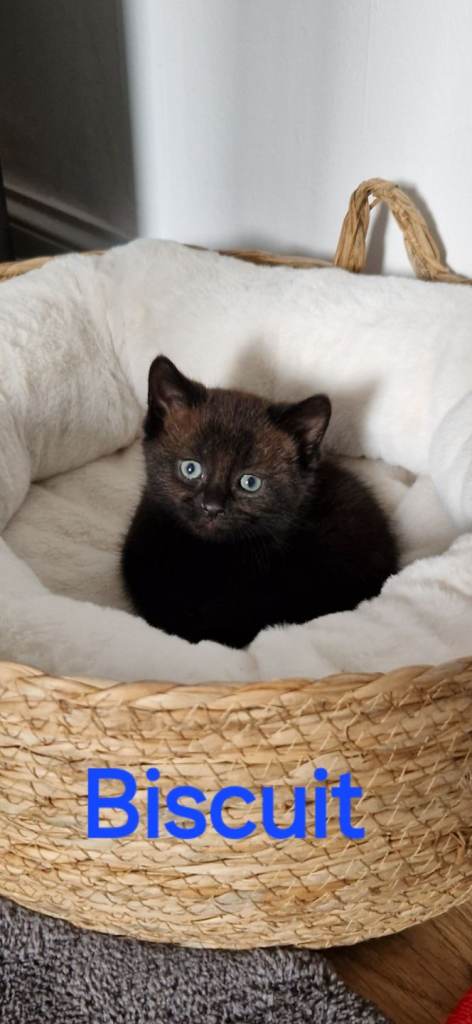 Kittens males, 150 for both 