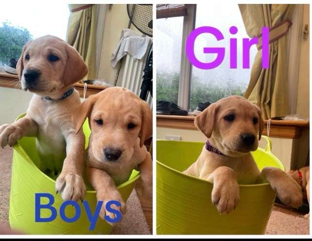KC Registered Labadour Puppies 