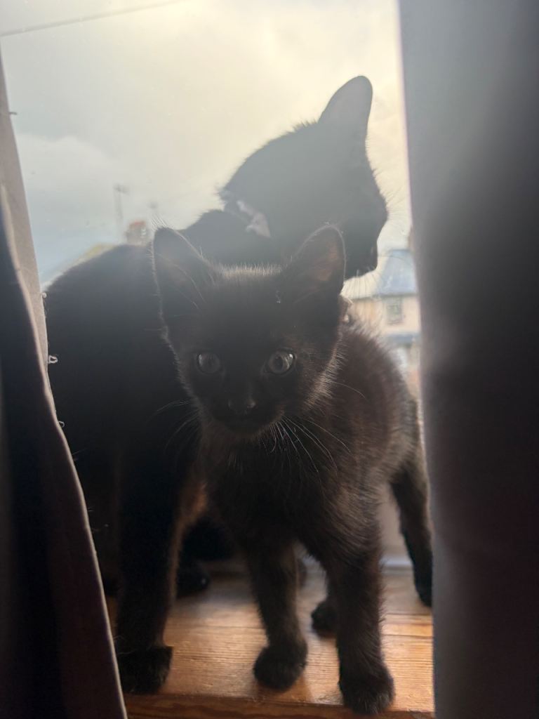 Kittens *reduced*
