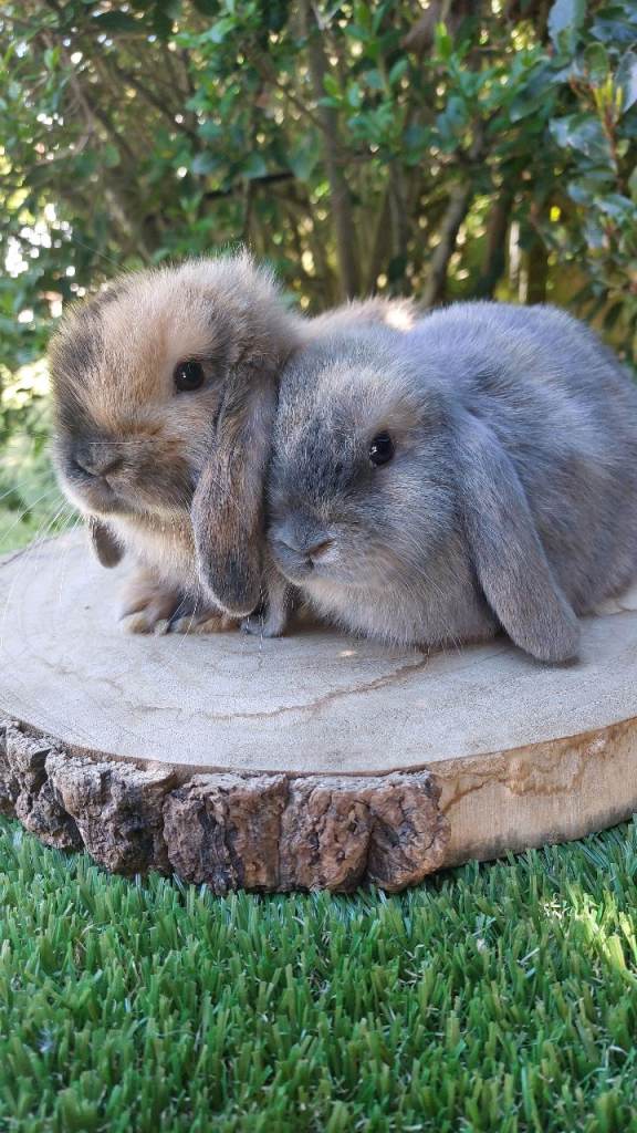 Mini lop baby rabbits 