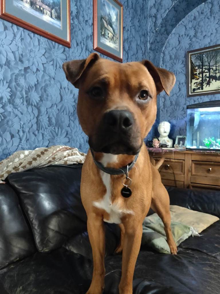 18 month old male Staffie Crossbreed