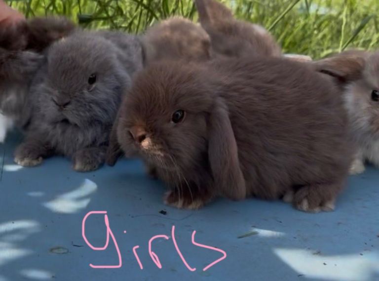 4 mini lop babies left