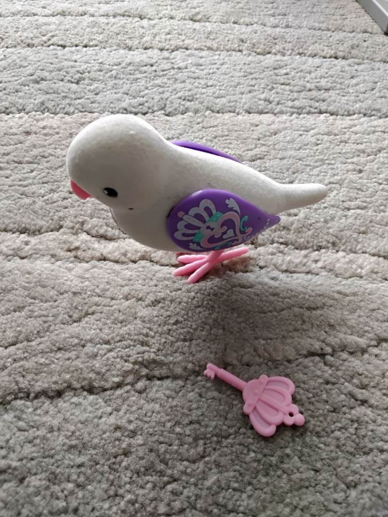 Little live pet bird with key £4