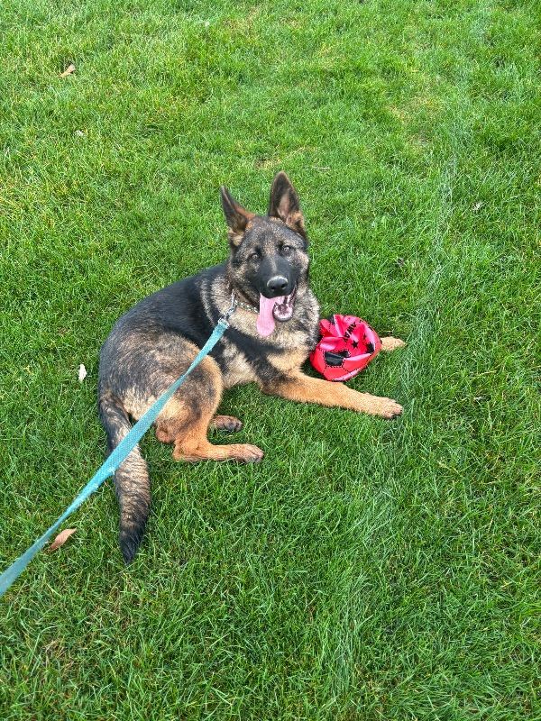 Beautiful male German Shepard 8 months  