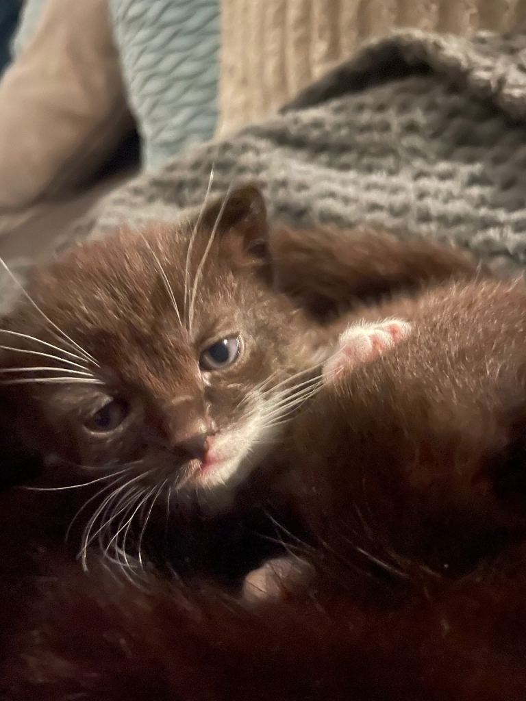 Kittens all girls