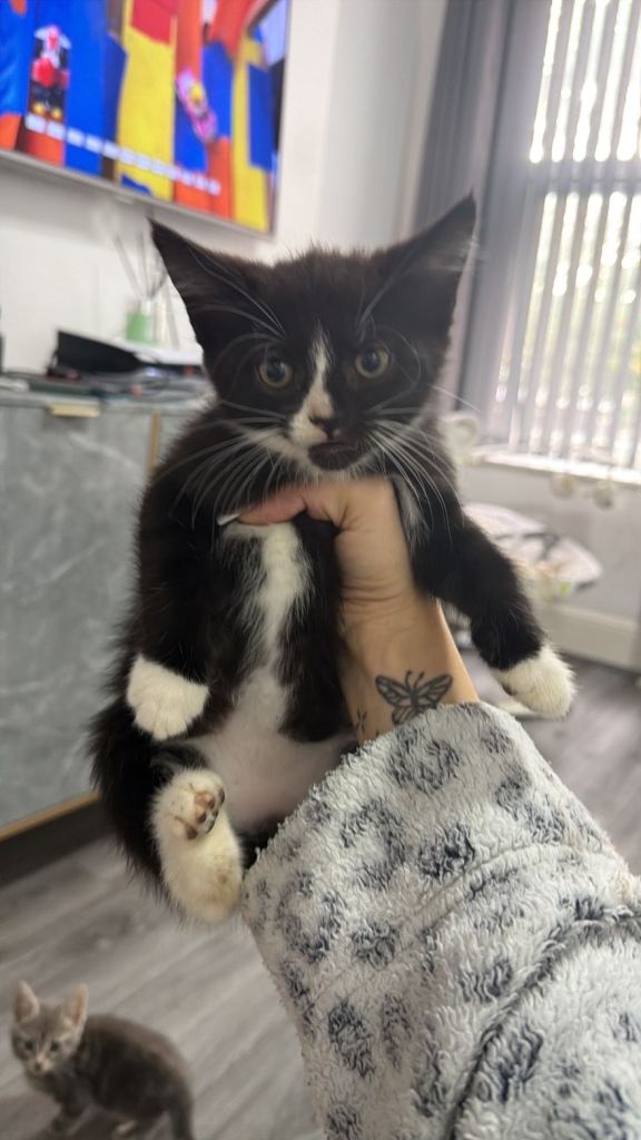Black and white kitten