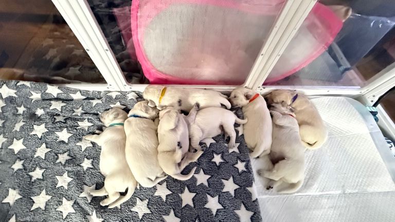 Golden Retriever Puppies 😍