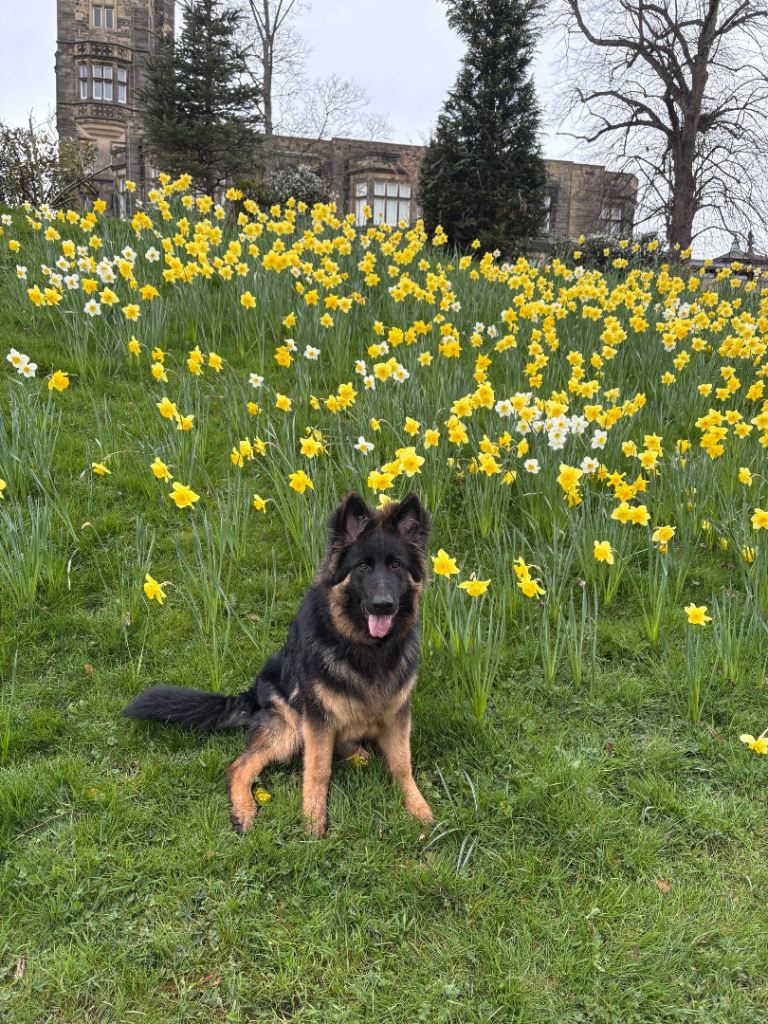 German shepherd male