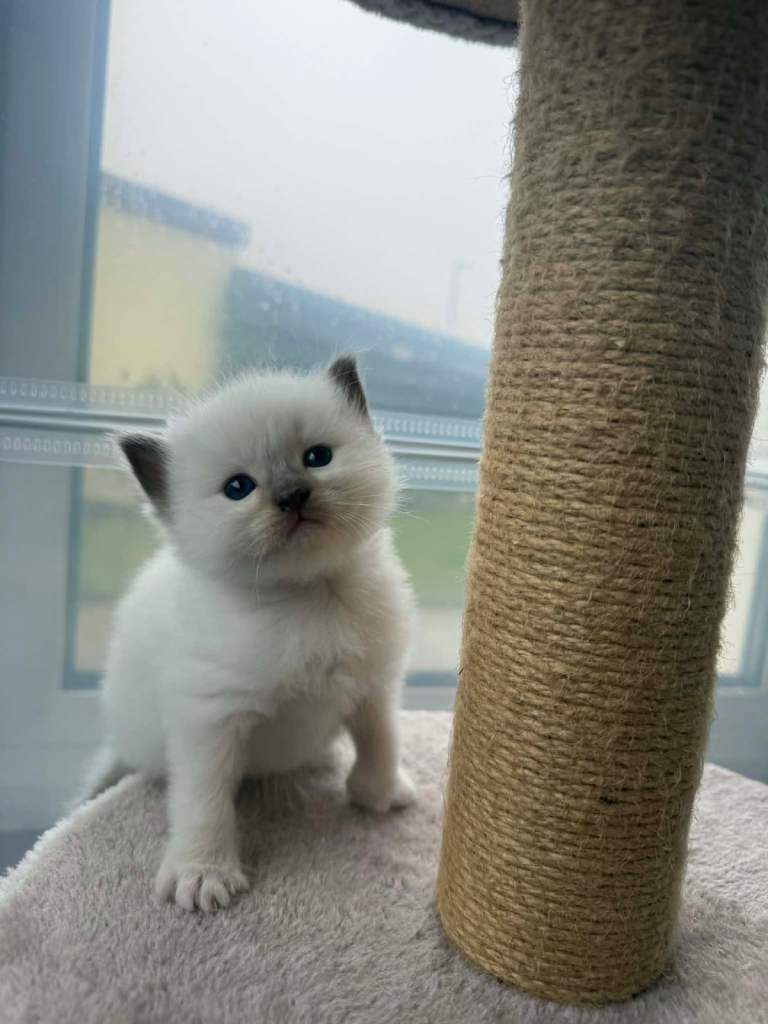 3 Stunning Ragdoll Girlie Kittens needing forever homes 🩷