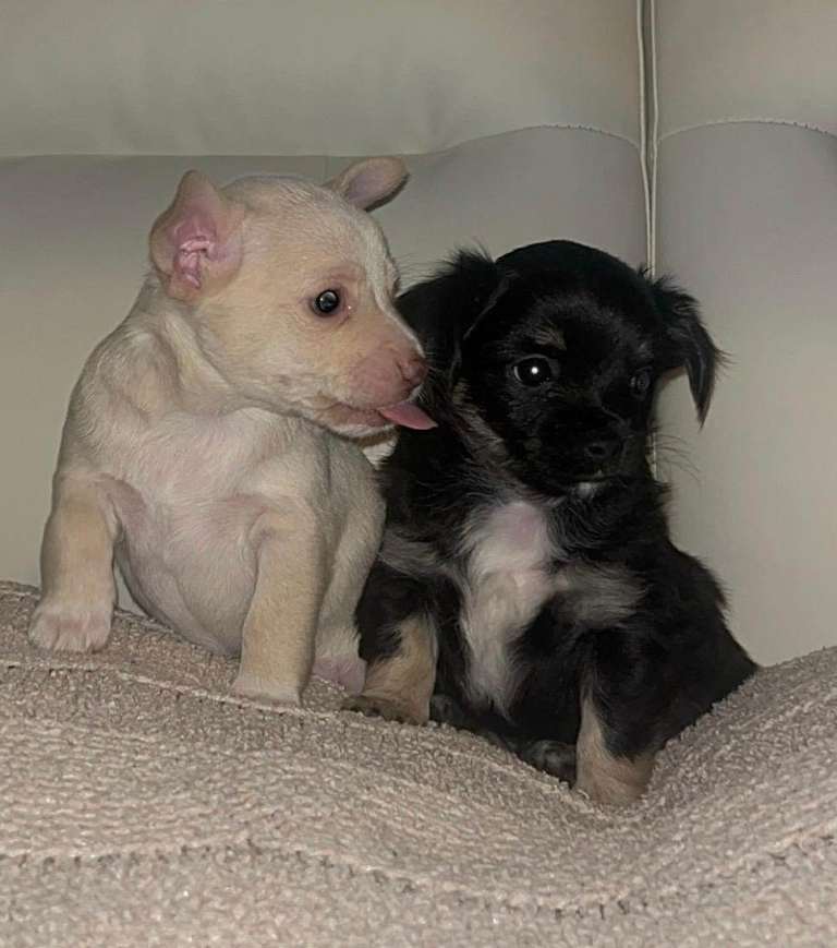 Chihuaha Puppies