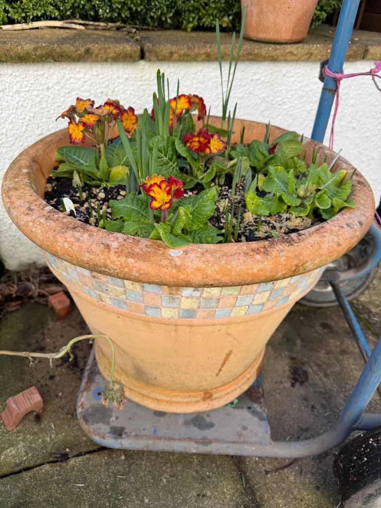 Extra large quality plant pot with daffs etc