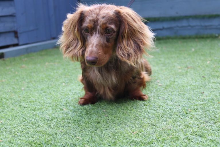 Long haired miniature dachshunds 