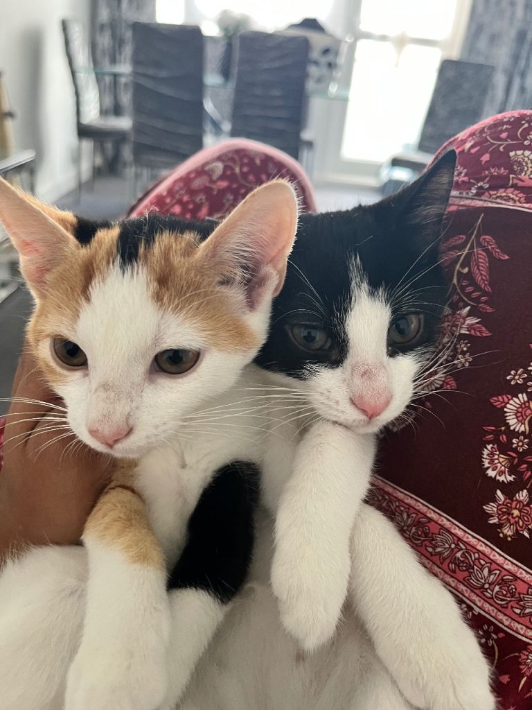 Kittens 