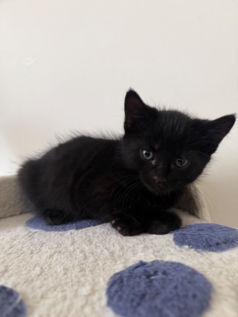 5 Beautiful kittens for sale 