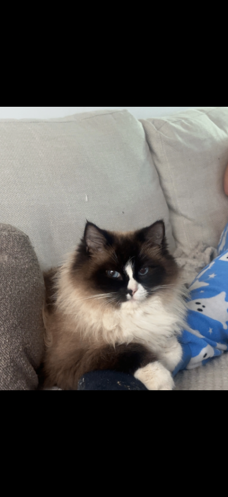 GCCF registered Champion Bloodline Ragdoll