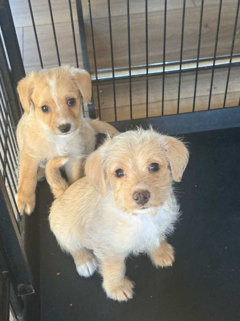 Beautiful f1 jackpoo puppies for sale 