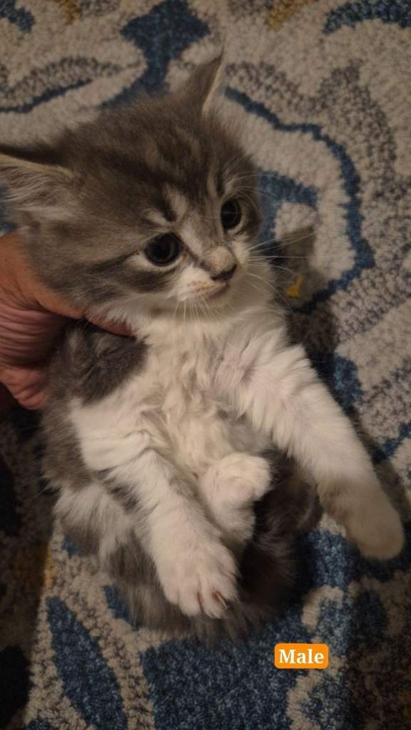 Kitten
