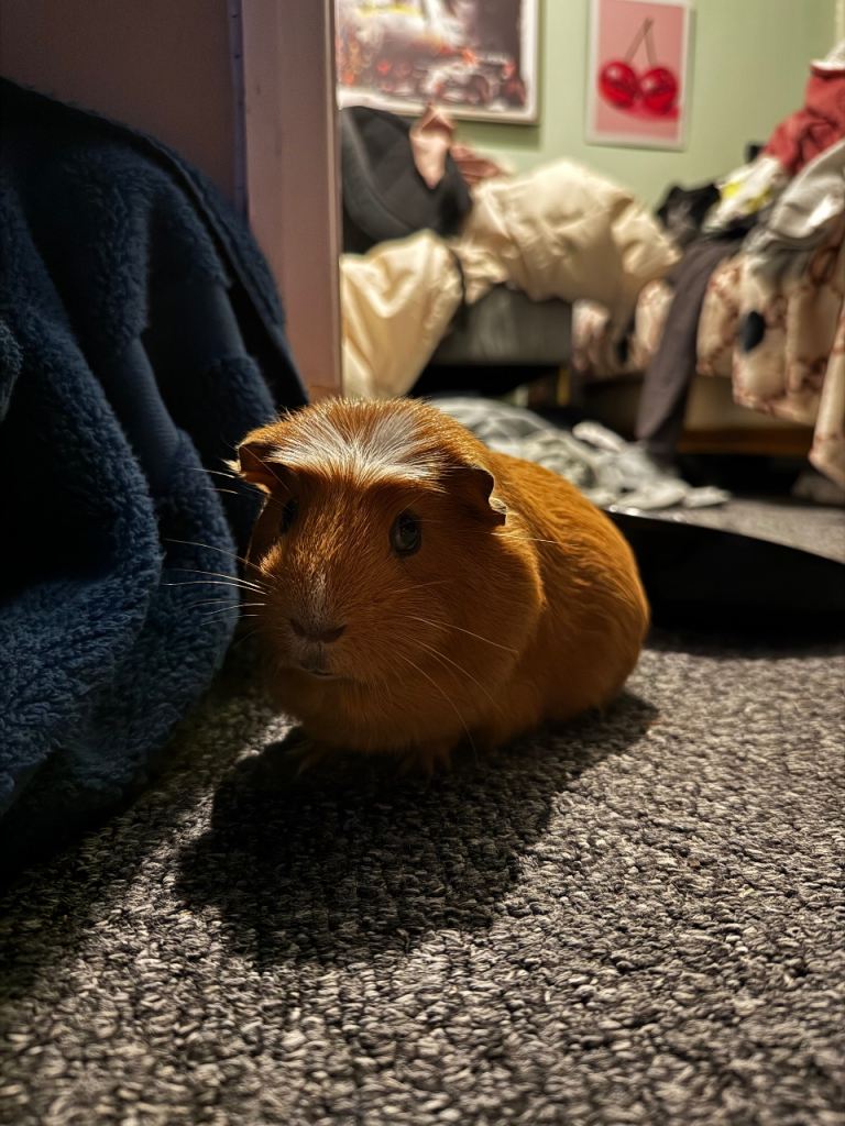 guinea pig + accessories