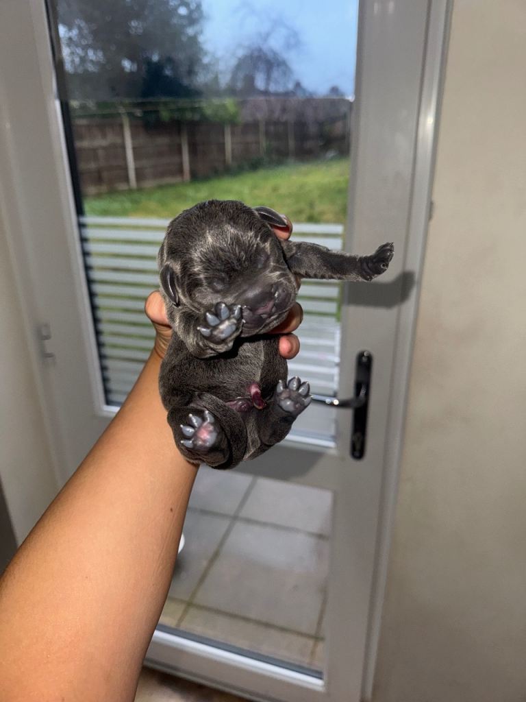 Cane Corso Grey/Blue