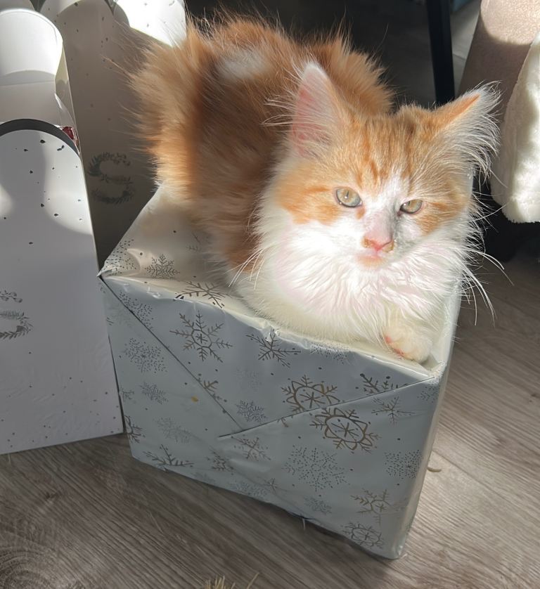 Male kitten long hair 