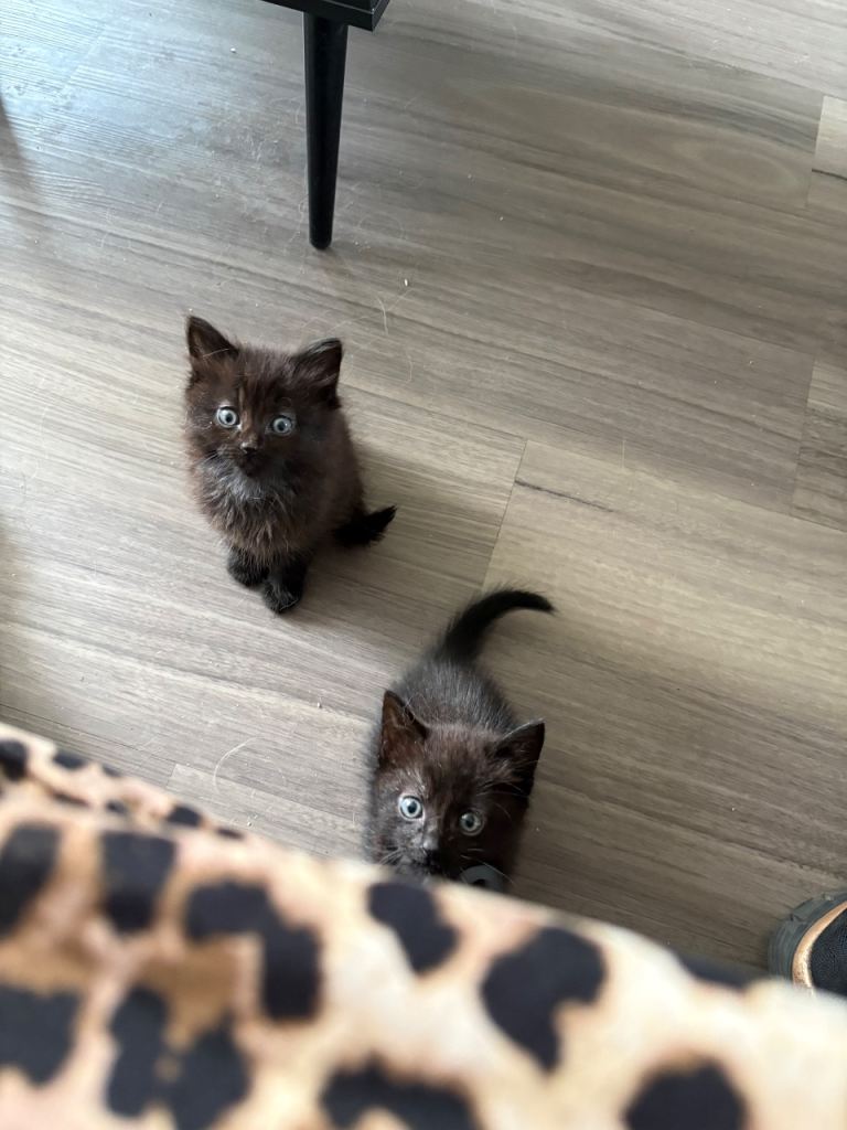 Black beauties 