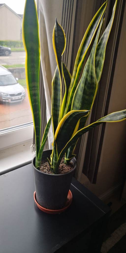 Snake Plant