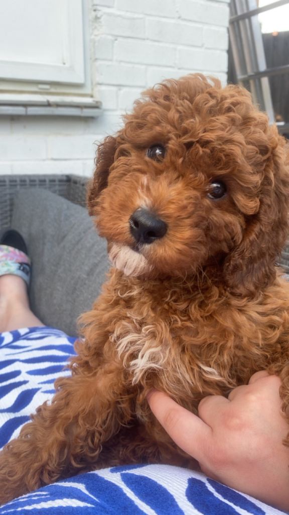 Gorgeous Fox Red Cavapoo Puppy’s 