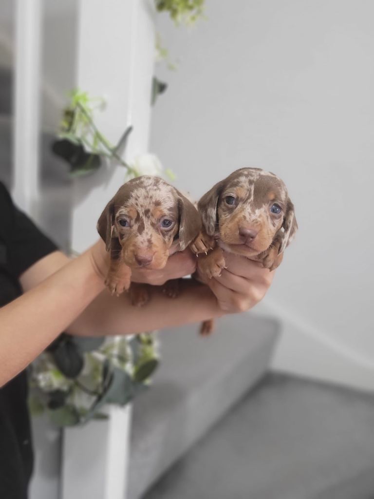 Miniature dachshund 