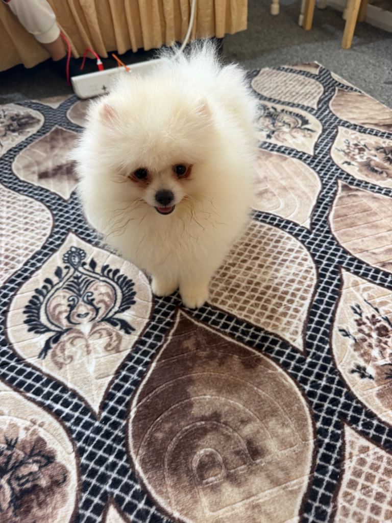 Pomeranian 