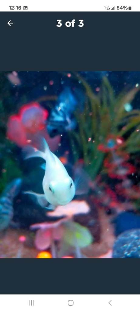Beautiful rare dwarf parrot fish polar white, stunning fish