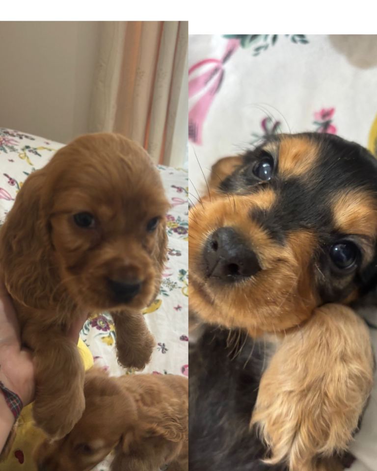 Cocker spaniel puppies 