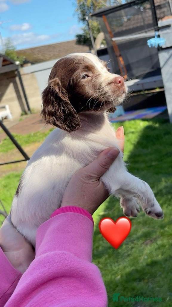Beautiful KC springer spaniel for sale