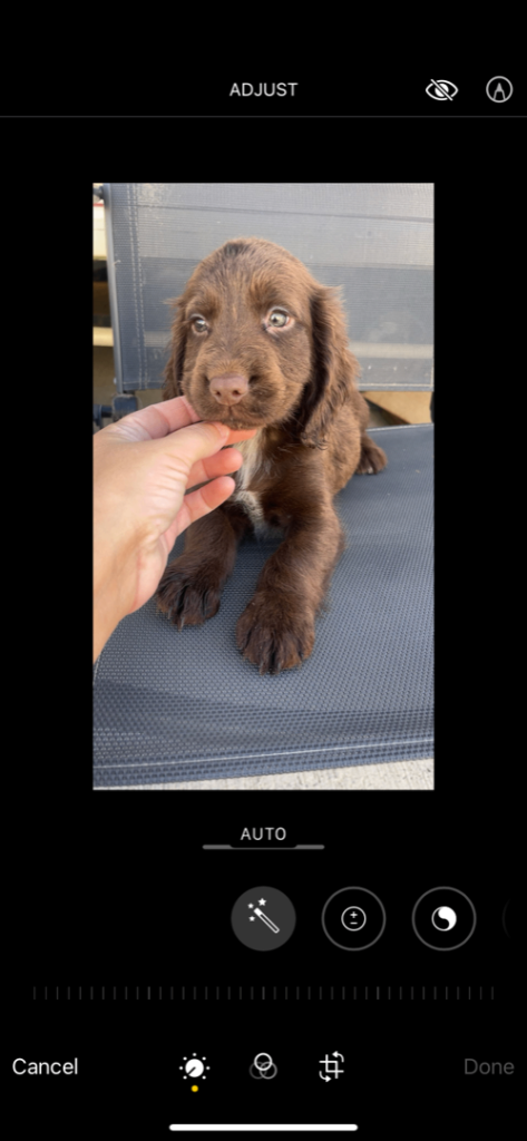 Cocker poo puppies