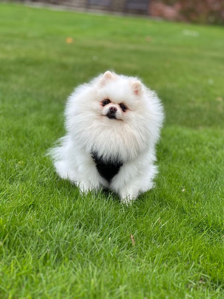 Pomeranian puppies