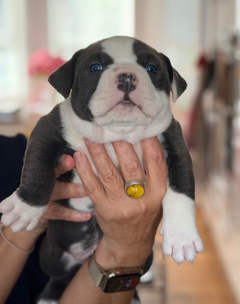ABKC extreme pocket bully’s 