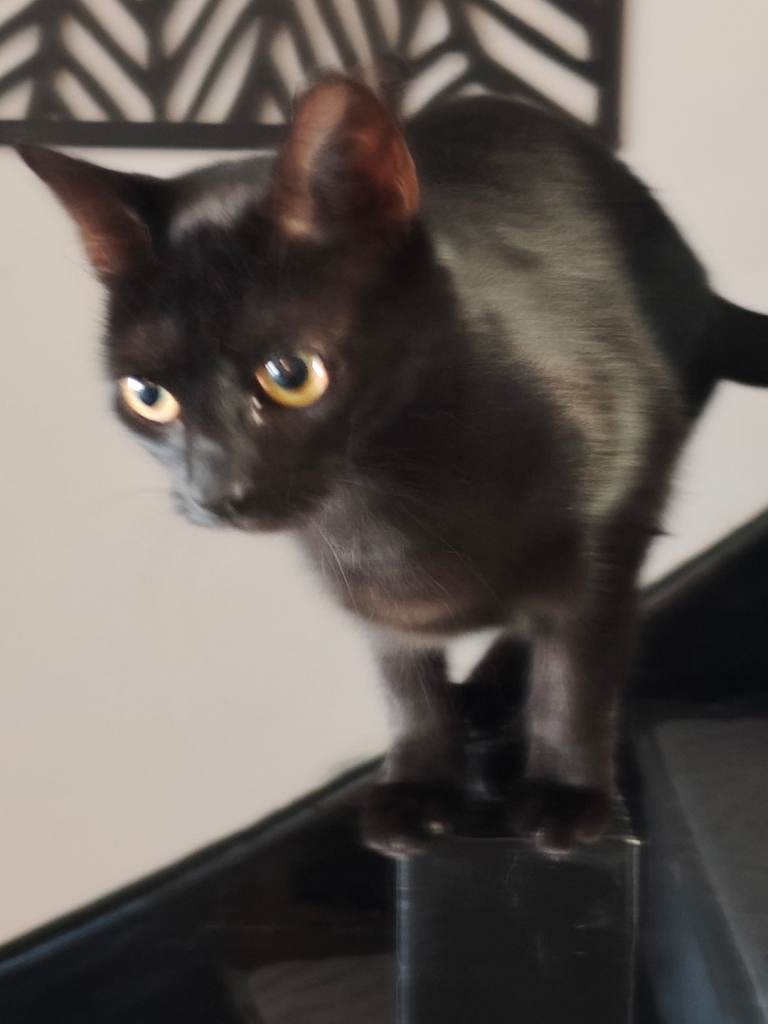 Loving cat