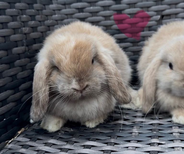 Mini lop babies 