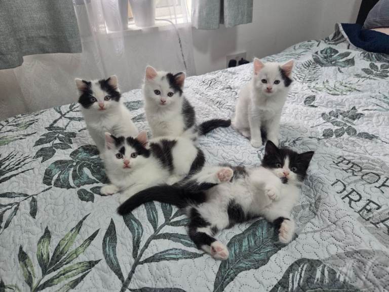 Kittens