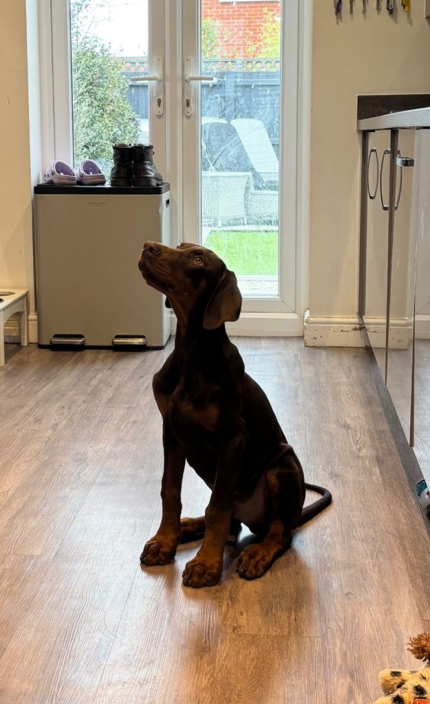 Large Doberman Puppy 