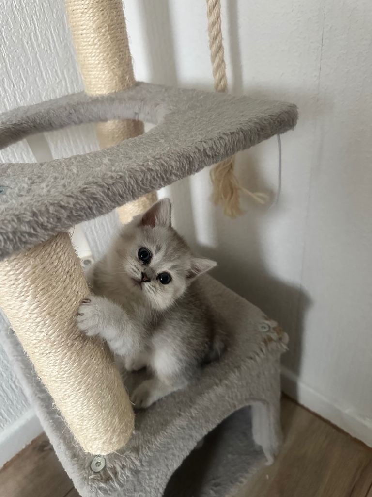 Kittens Scottish/Persian playful kittens 